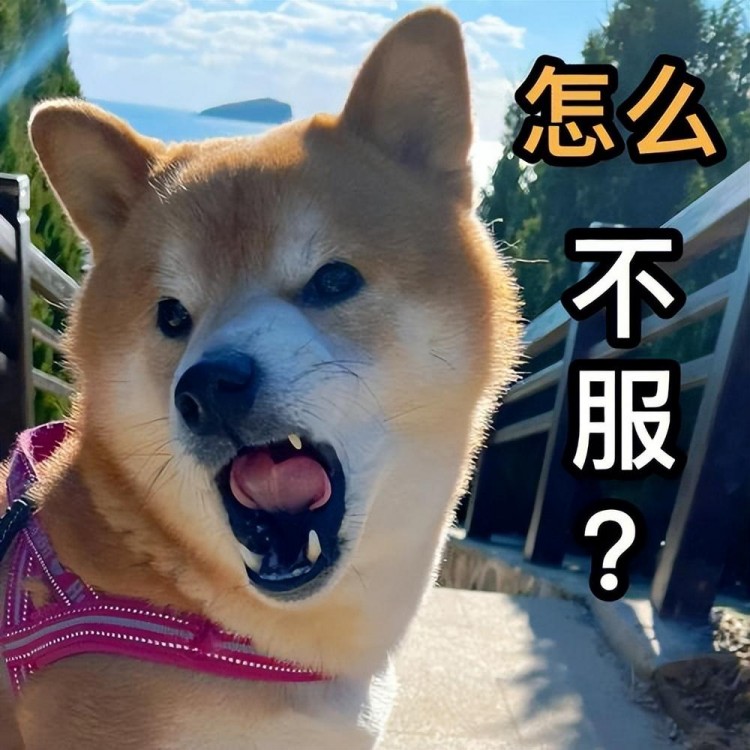 柴犬好养吗看看这些优缺点不要养了才后悔！