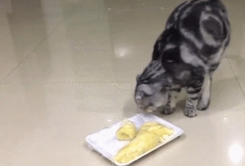 猫咪为什么经常对食物做出埋便的动作背后竟然有这些秘密