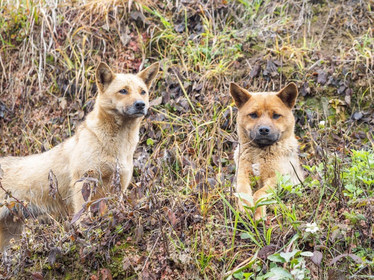 你认识多少种中华田园犬？