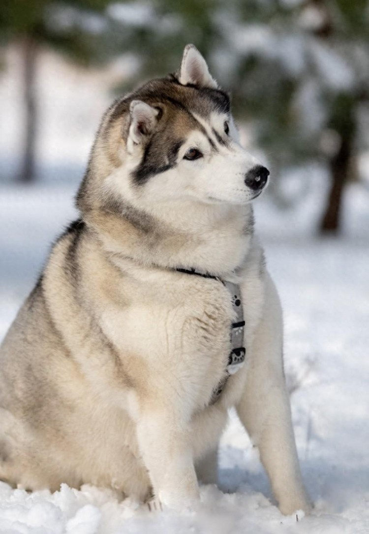 为什么哈士奇不能当警犬？看完你就知道了！