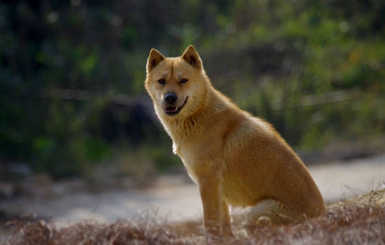 真香定律！很多人养田园犬的原因看完就懂了