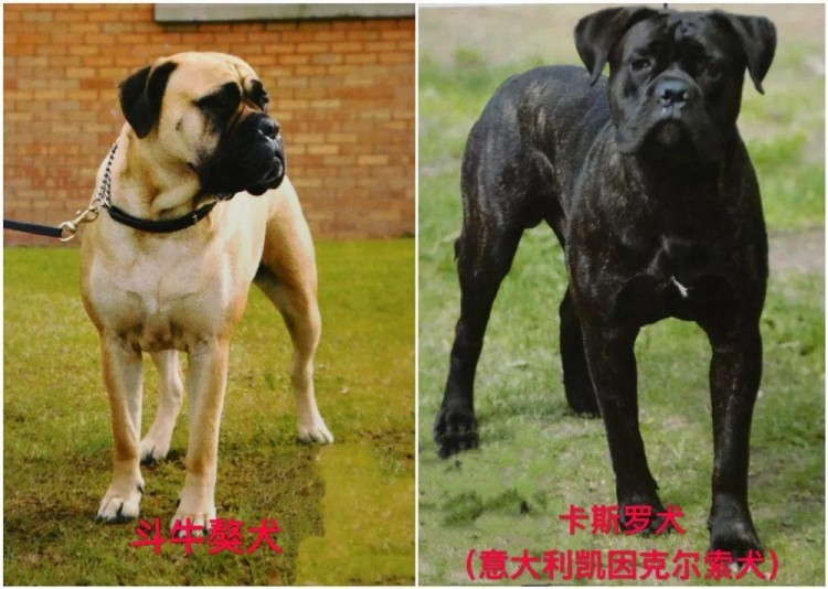 天津禁养这些犬种！处罚标准明确！