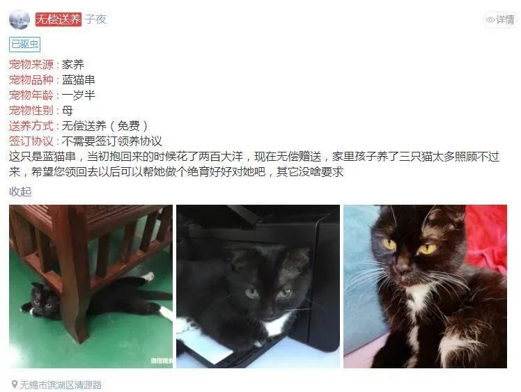 无锡宠物领养！家养一岁半蓝猫串母猫无偿送养，宠友社发布