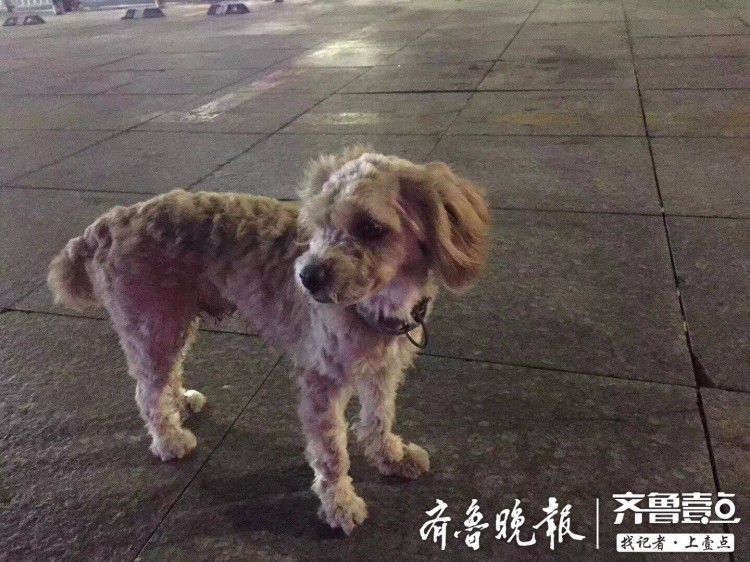 情报站｜真实版忠犬八公！烟台流浪小泰迪原地“苦等主人”半个月