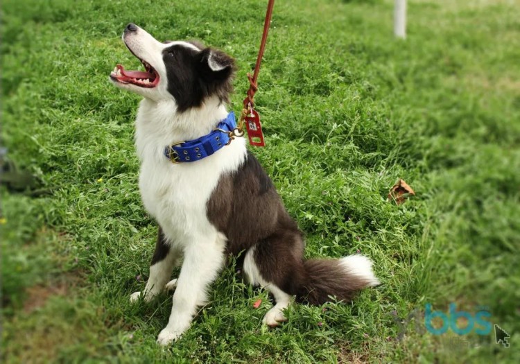 养犬不是放养烟台人小心遛狗引来横祸