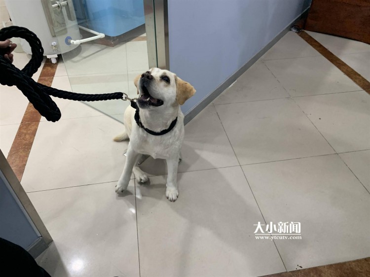 快讯｜烟台首只！都来认识一下这只有身份的宠物犬