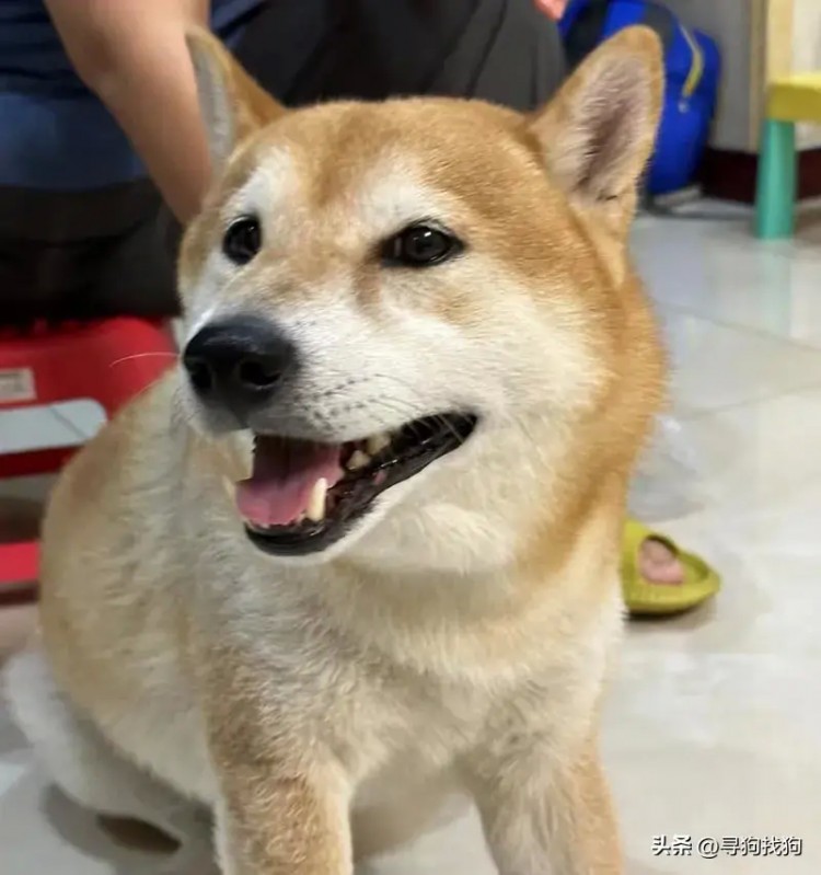 烟台市莱州市5000元寻找柴犬