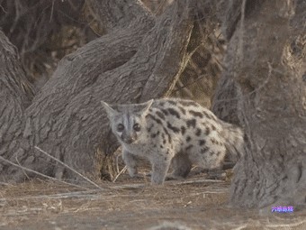 像猫又像狐狸但又不是猫或狐罕见小灵猫首次现身中山森林公园