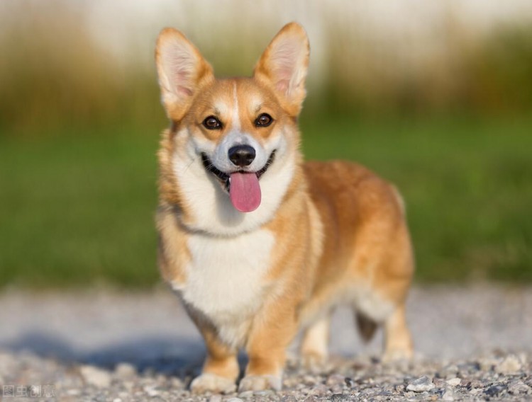 柯基和柴犬的区别：一个是屁股巅峰，一个是颜值巅峰