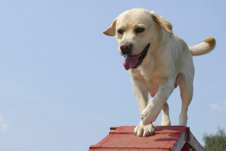 拉布拉多犬这些