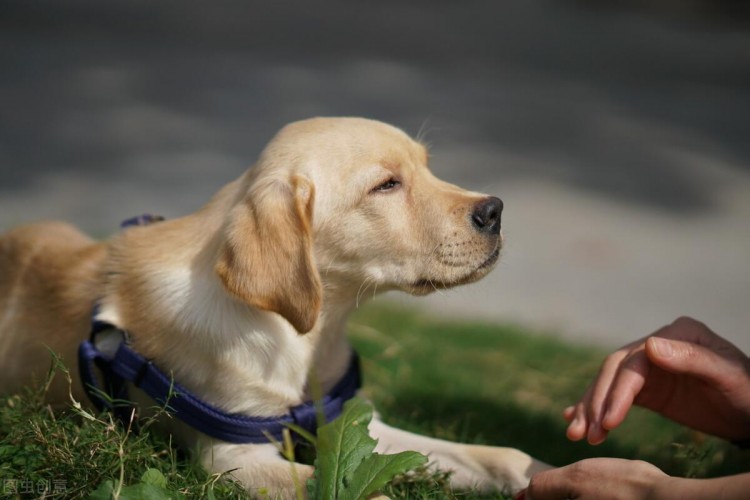 若给足拉布拉多犬这5样东西，它能为你卖命