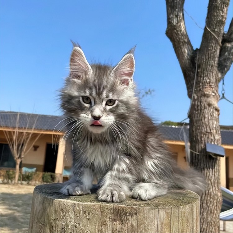 难怪缅因猫没人养网友分享的这些缺点真让我望而生畏！