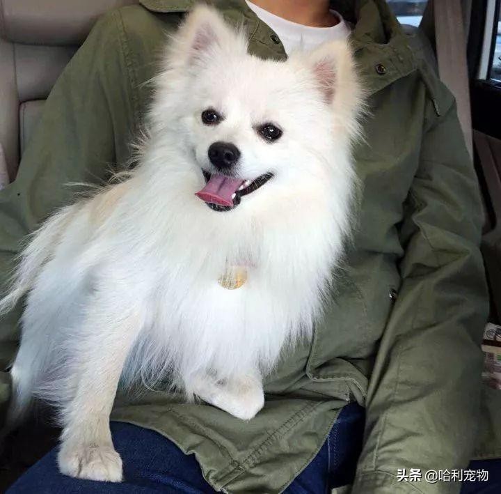 银狐犬讨人喜欢为啥养的人不多