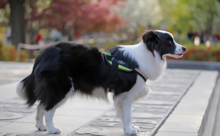 “老年边牧犬”跟你告别的方式，希望铲屎官能珍惜它