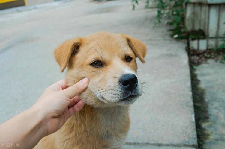 在中国，“6种本土犬种”，每一种都超级帅