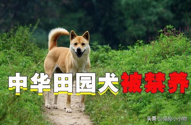 中国的优秀犬种——“田园犬”，为何落寞到遭人“禁养”？