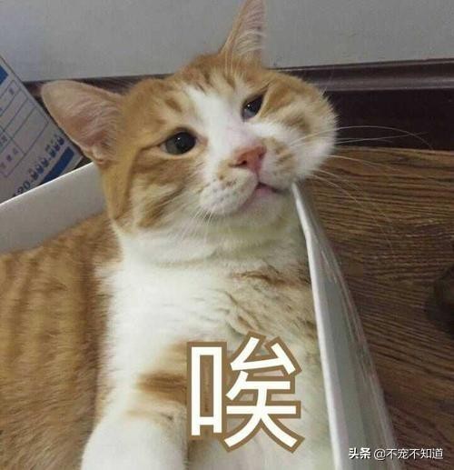 猫绝望，宠物主人叹息！为什么上厕所一滴都尿不出来？