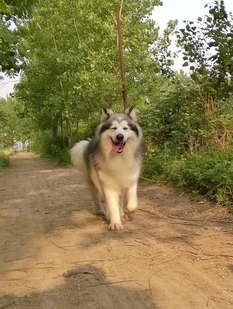 犬种百科之阿拉斯加犬