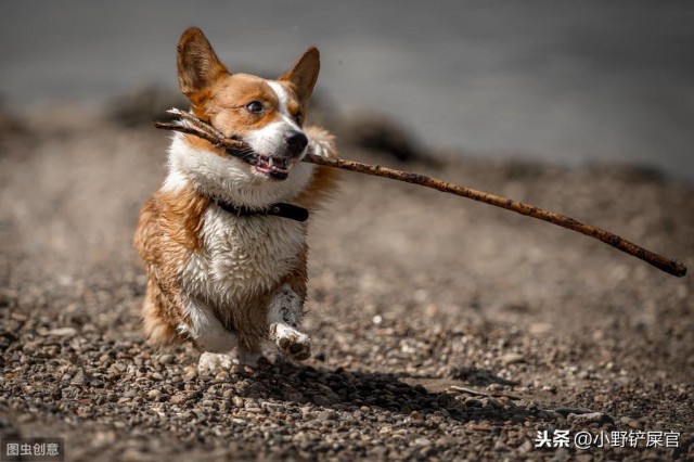 谣言！你们觉得你们的柯基特别喜欢你们吗？那么它会让你们碰这些地方吗？