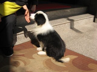 训练有技巧三步轻松提高边境牧羊犬的胆量