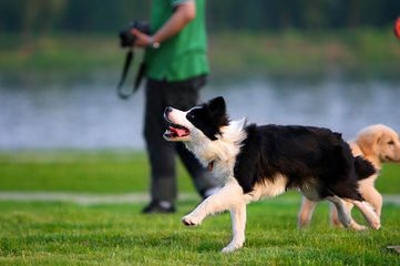 训练有技巧三步轻松提高边境牧羊犬的胆量