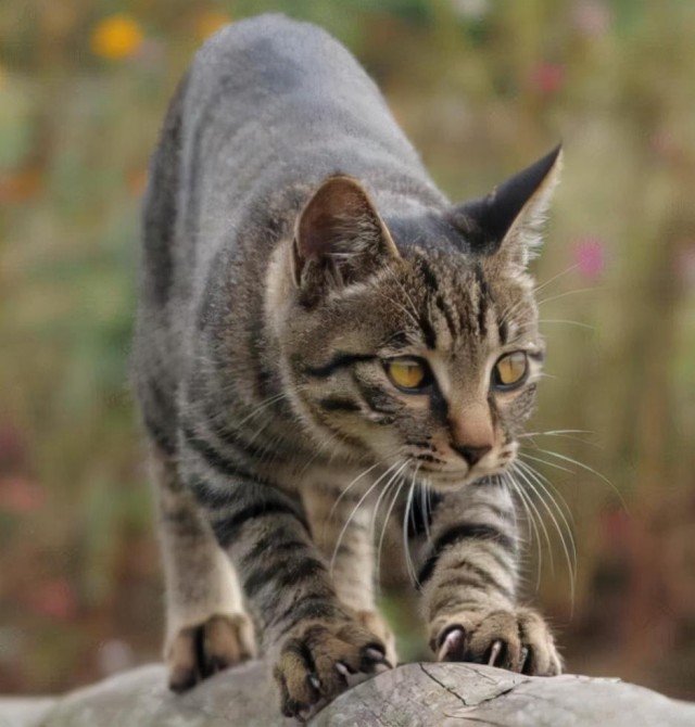 真实的狸花猫，比想象中的更优秀