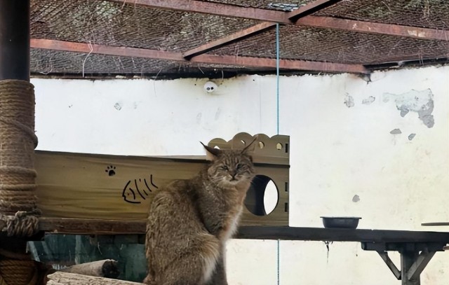 笑死！一只缅因猫被当成猞猁抓去派出所太尴尬了！