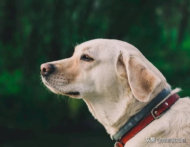 说说拉布拉多犬的优缺点有哪些？