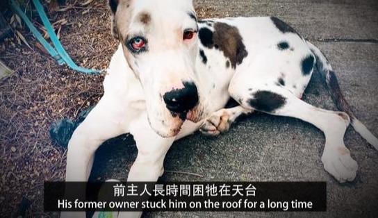 世界上最大的狗狗之一！134斤的大丹犬训犬师要怎么训练