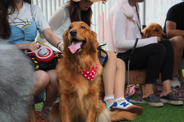 大型犬威武小型犬萌趣：2020广州第一届宠物模特大赛现场多图