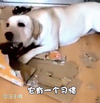 训犬师力数拉布拉多犬五大罪状：你家的狗中了几个