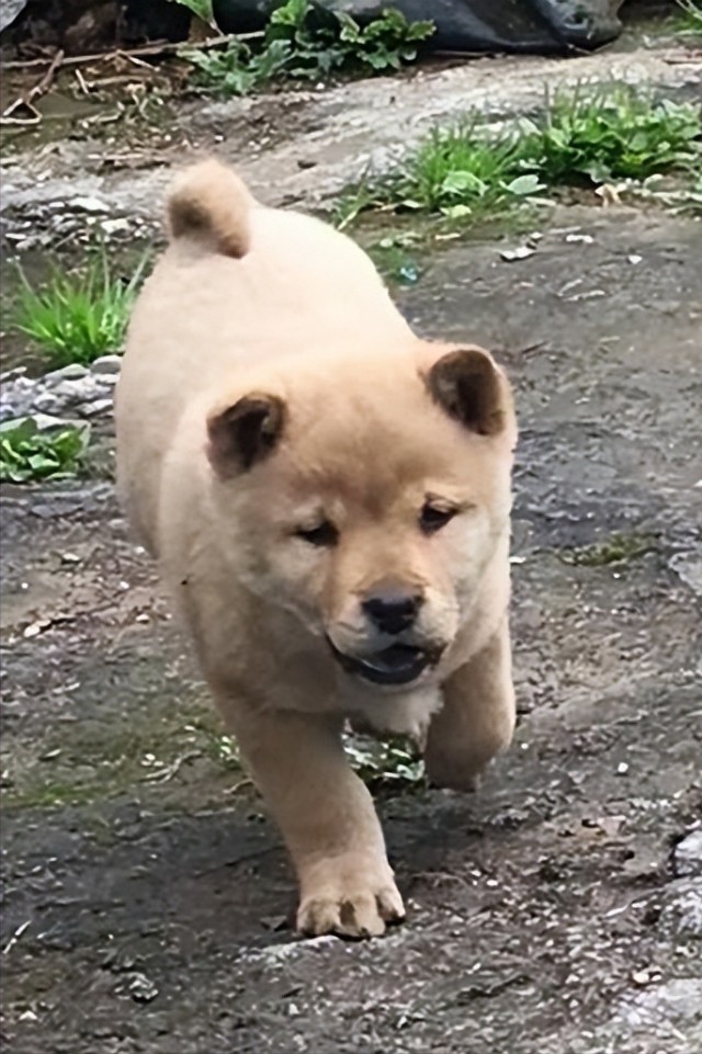 今天来聊聊国人很难叫出名字但是又很唯美的中华田园犬