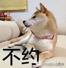 如何鉴别是否为纯种柴犬