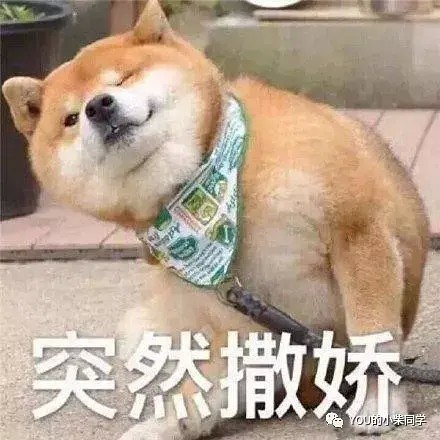 如何鉴别是否为纯种柴犬