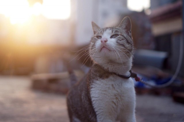 每天带你了解一种猫——中华田园猫