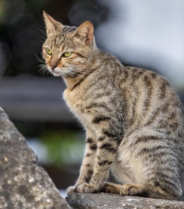 我们当地的狸花猫究竟有多强？