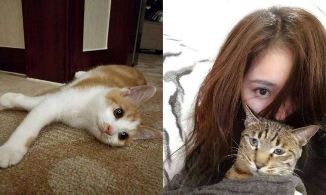 喜欢撸猫的明星她把猫养得像小猪都是宠猫一族