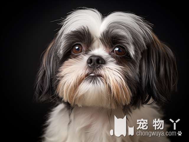 银狐犬六个月多少斤？