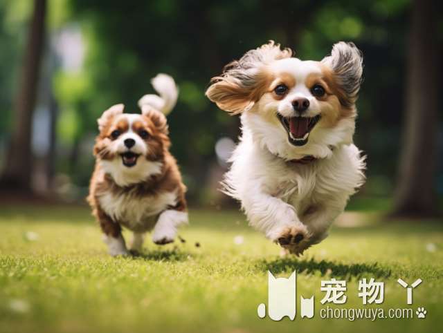 请问什么叫做伴侣犬？