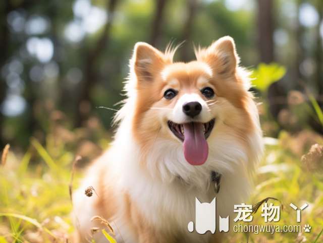 这4种表现，说明狗狗把自己当人了！你家爱犬有吗？