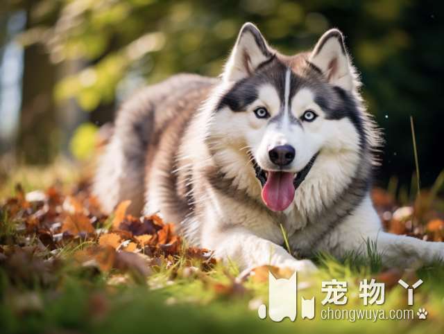 烟台市已完成25769只狗的登记，为爱犬办理“身份证”装上蓝牙犬牌