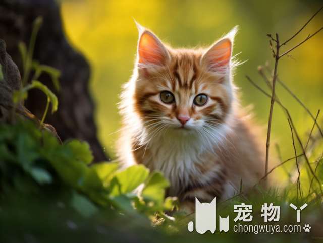 温州温暖宠物犬猫专卖，有短毛猫会自来熟吗?