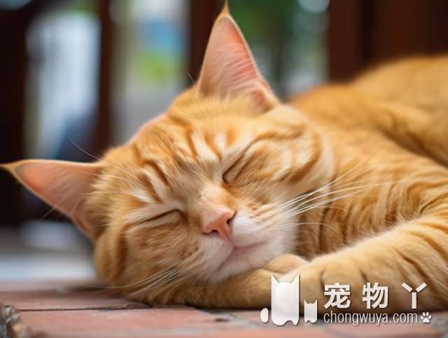 猫狗都有？烟台唯依宠物犬舍猫舍值得信赖吗？