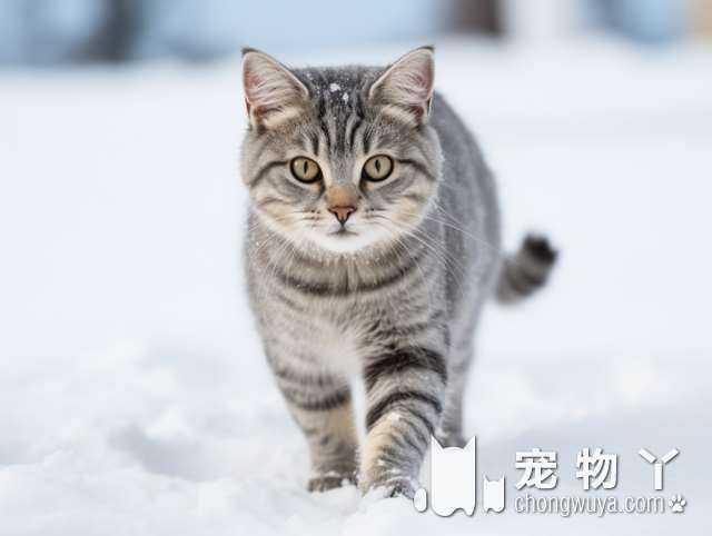 《武汉凯伦诗猫舍：猫咪价格便宜又健康，环境干净舒适，服务质量好不好？》?